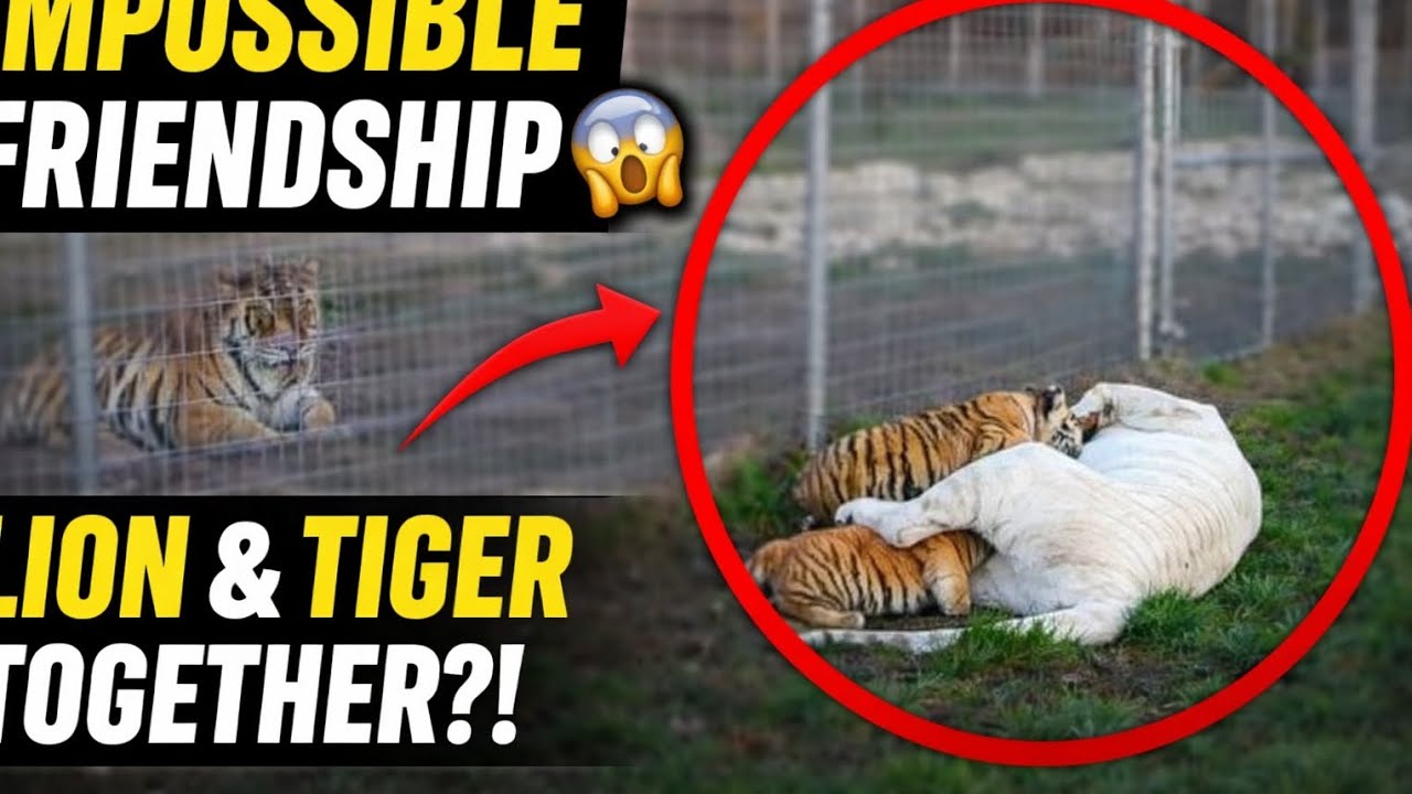 Restoration of Impossible Friendship 😱 | Lion & Tiger Together?!