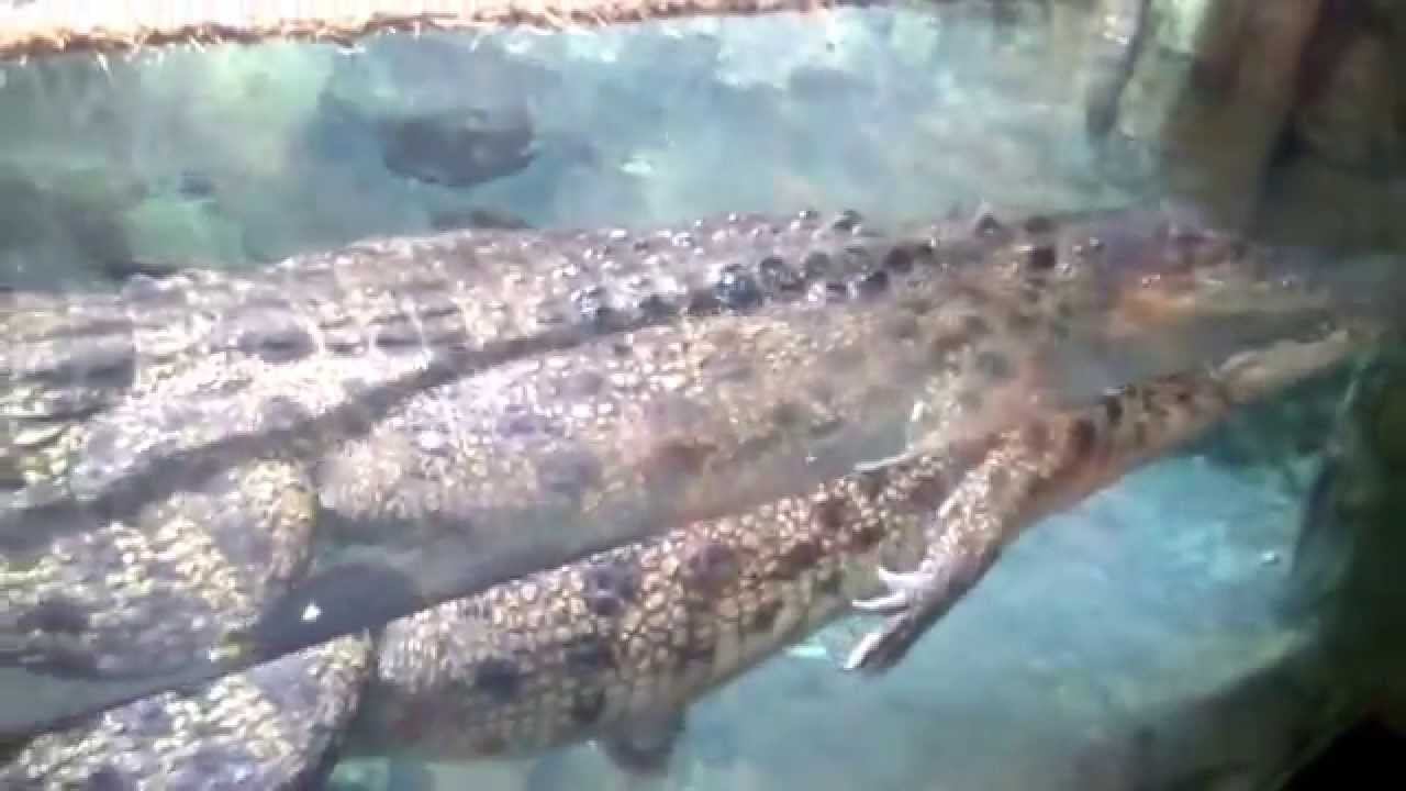 Dubai Mall Aquarium - The KING CROC