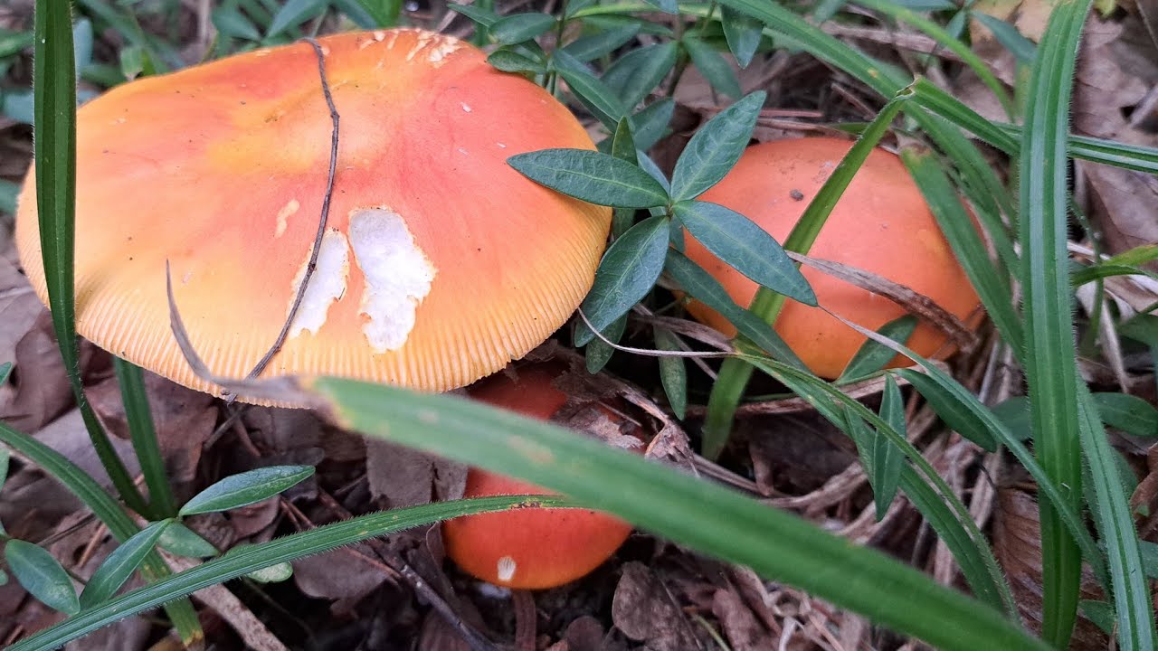 Funghi e Porcini 2023 Vado a ovoli e li trovo🍀