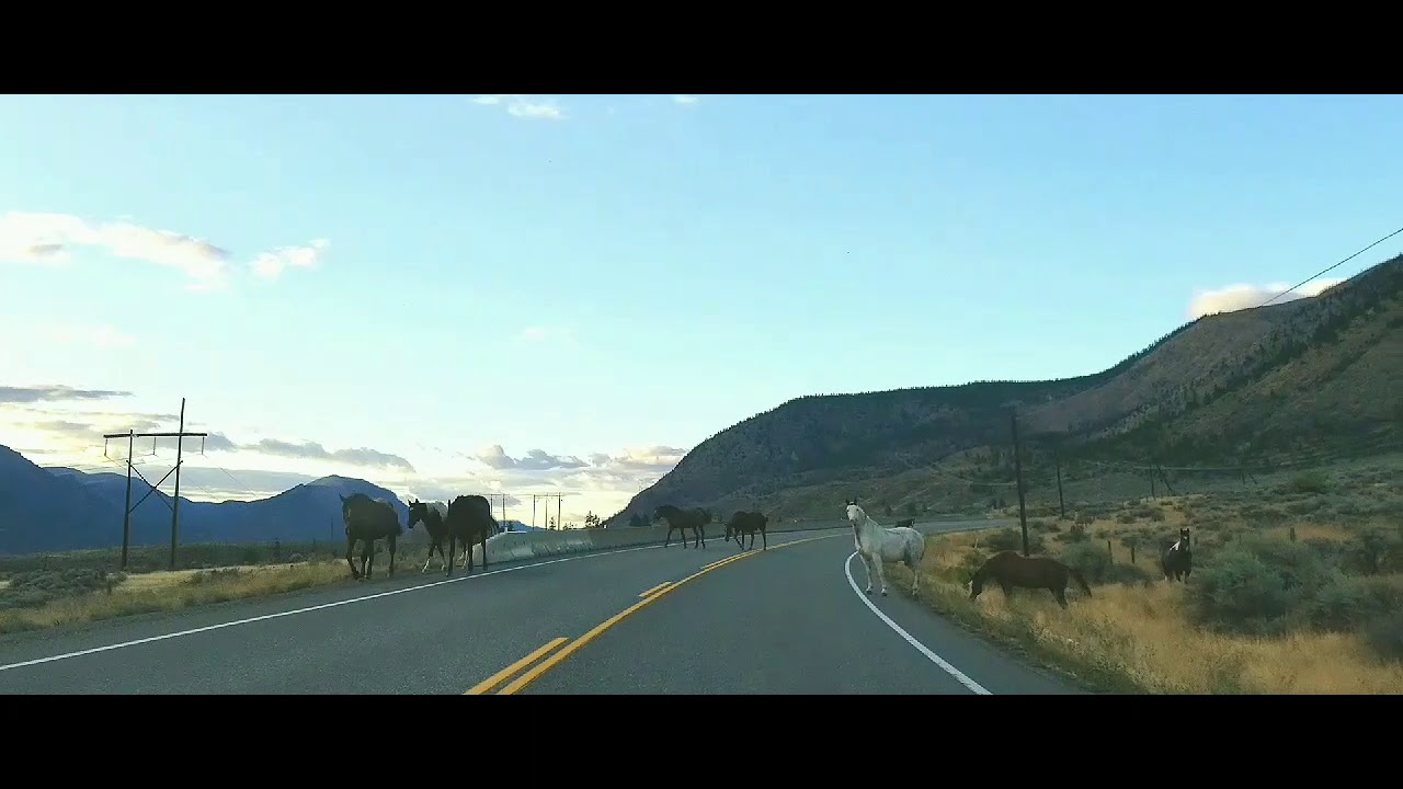 Wild Horses in British Columbia