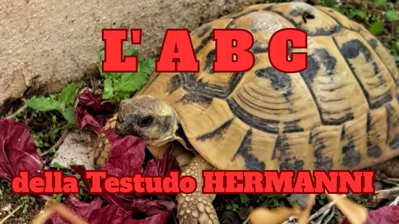 ALLEVARE LA TESTUDO HERMANNI !!! la tartaruga di terra delle case degli italiani 🇮🇹🇮🇹🇮🇹