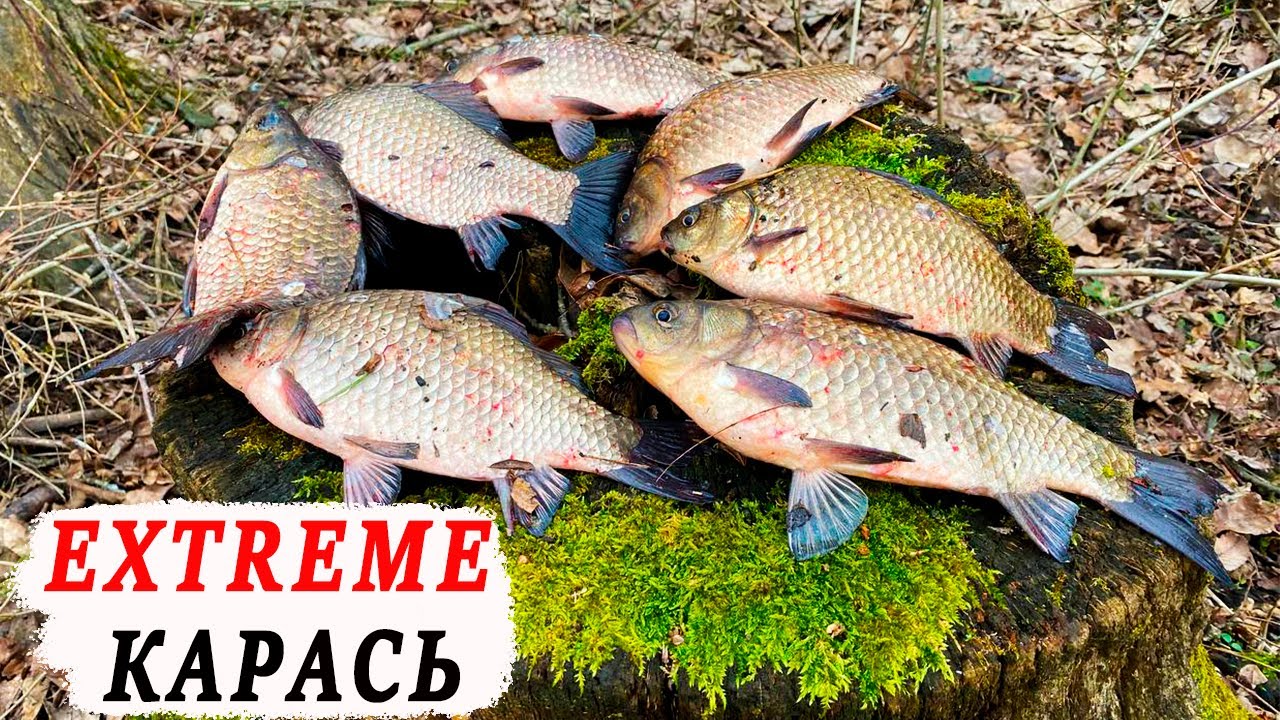 ТАКОЇ рибалки в мене ЩЕ НЕ БУЛО! Відкрився по карасю на боковий ківок. Риболовля 2024  з Kruchkoff.