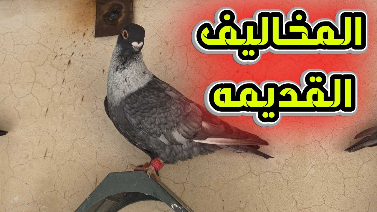 نقلت اول مخاليف طلعو على السطح برا السطح