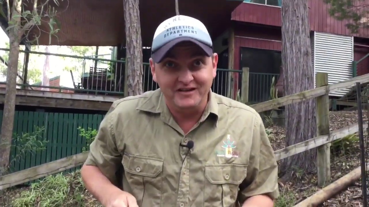 Bush Tucker Garden - Kangaroo Apple / Poroporo  taste test