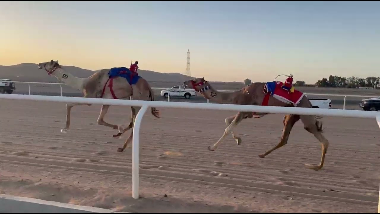 سباق الميادين السادس لميدان تبوك للهجن الشوط الثاني زمول رئيسي سياف لـ علي بن زايد العمراني  ٩:٥٥