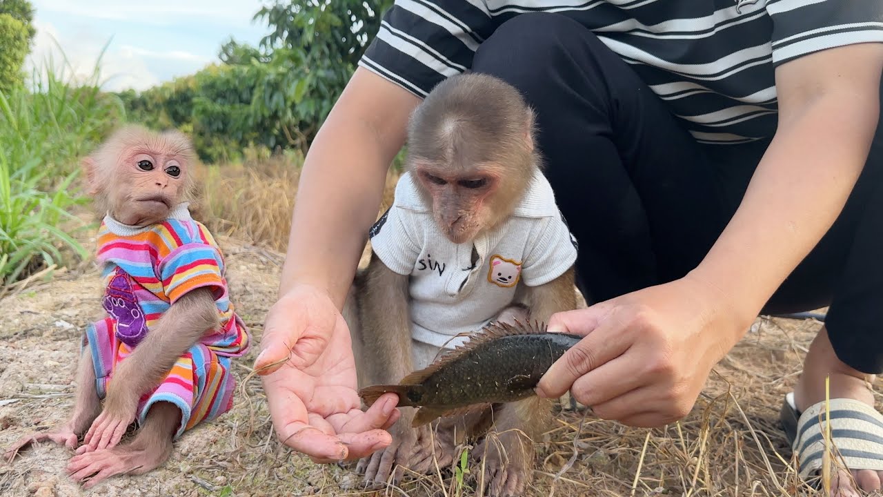 Peaceful moments in the countryside! Monkey SinSin and SuBi follow Dad on a fishing experience