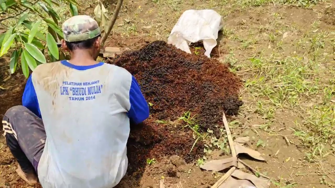 PENANAMAN POHON DURIAN 