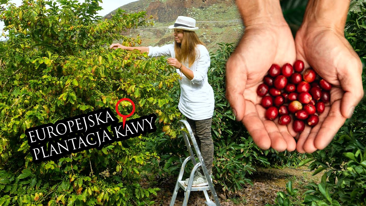 🇮🇨 Jak rośnie kawa na Gran Canarii