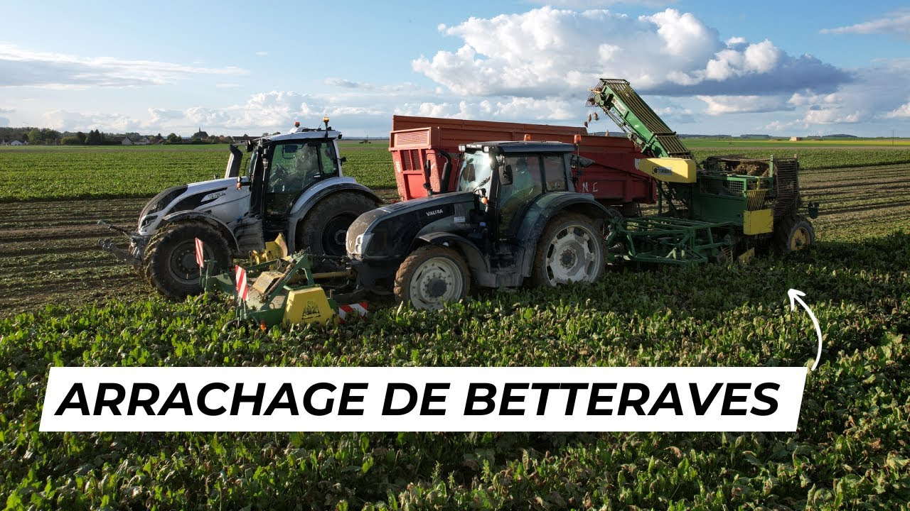 Arrachage de betteraves en Valtra !