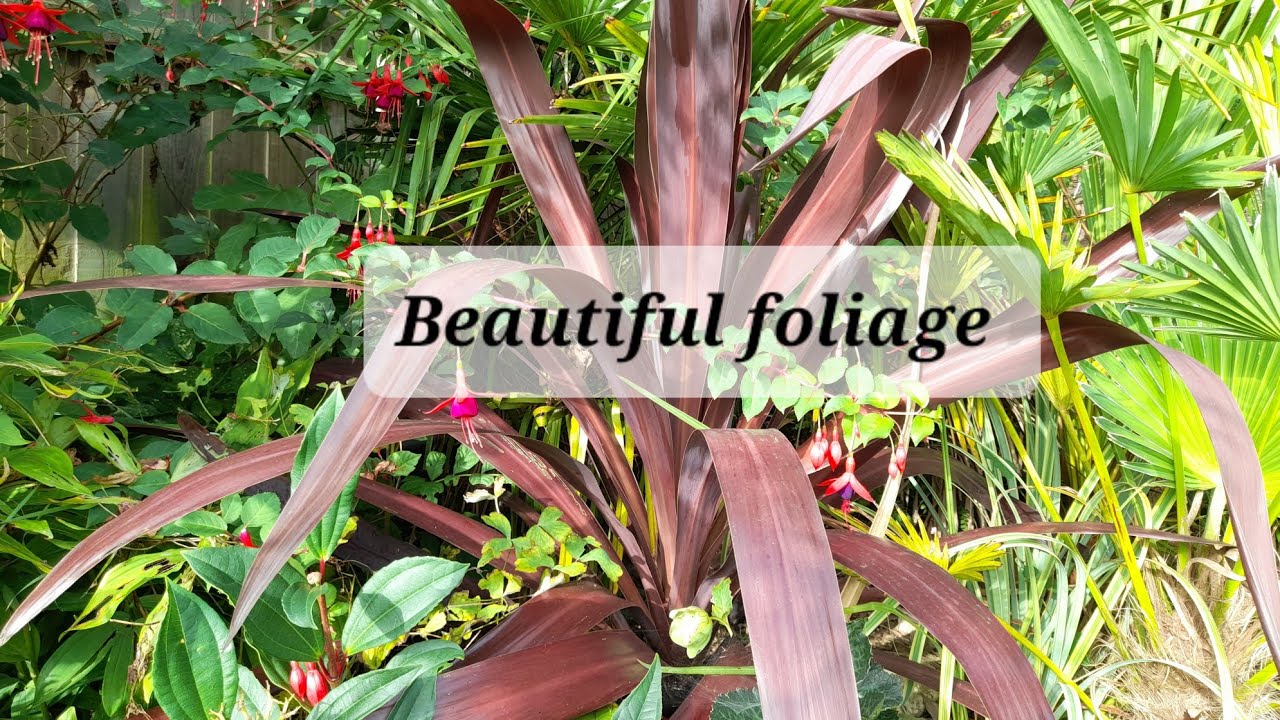 Super star cordyline update