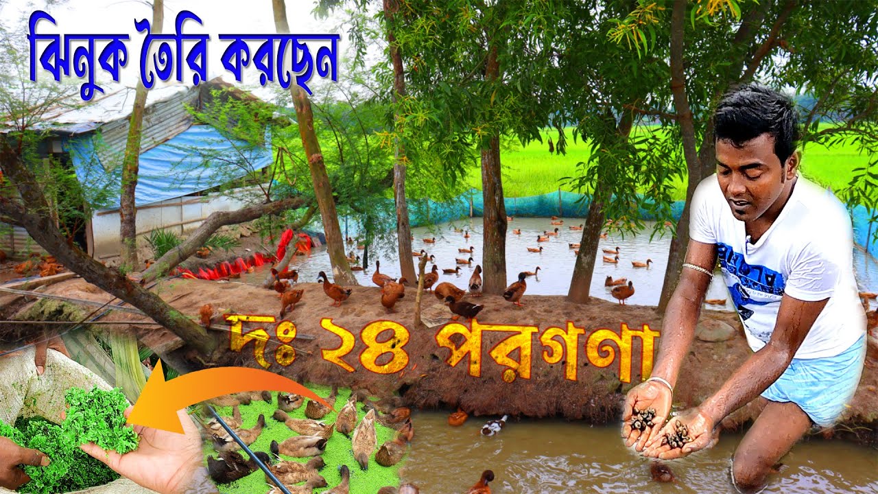 প্রাকৃতিক পদ্ধতিতে হাঁস পালন করে লাভবান || duck palon || khaki campbell || @Biswajitsardar