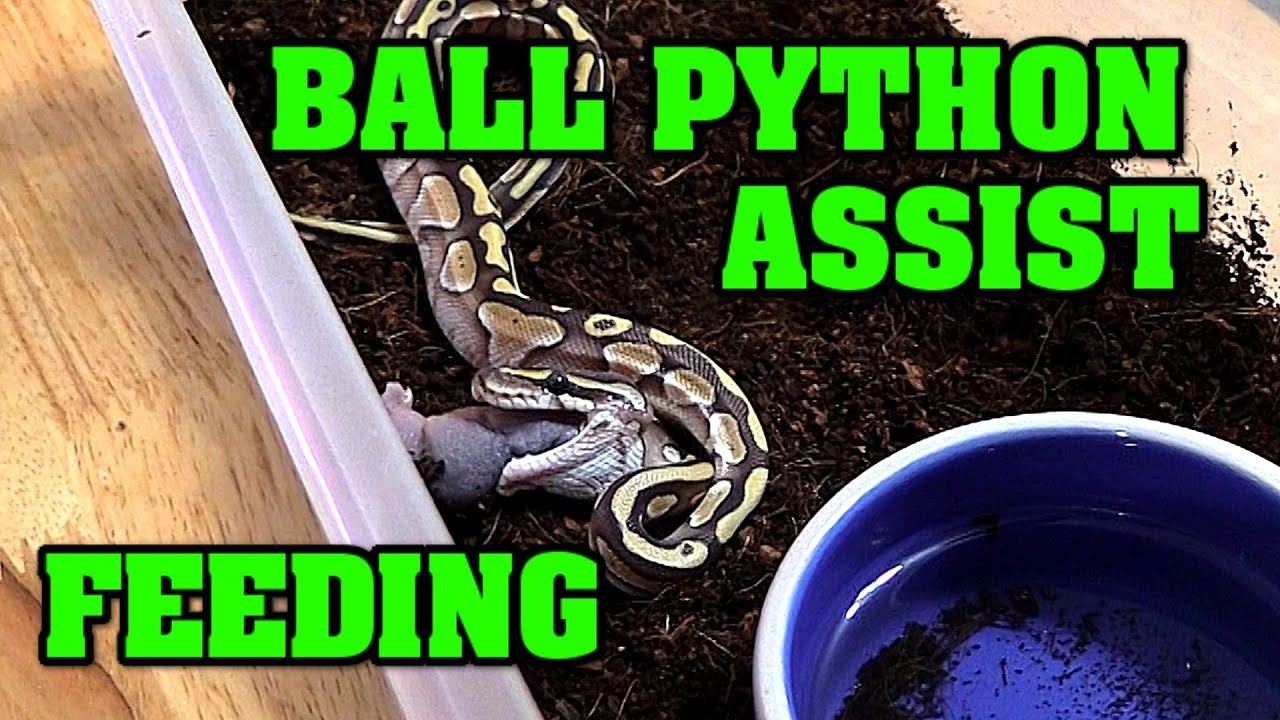 Assist feeding a ball python!  Must know as a breeder, can SAVE A LIFE!