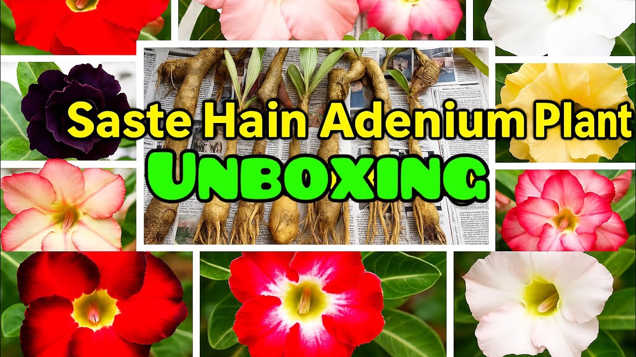 खूब सस्ते मिले 10 Adenium Plants! | सस्ती ऑनलाइन खरीदारी | unboxing video | plant haul