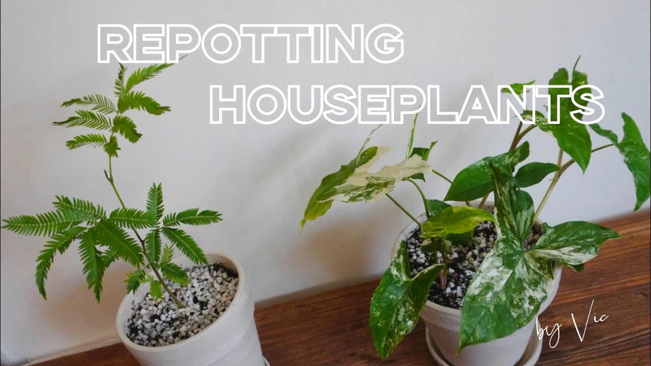 Let’s Repotting Houseplants with me!!  | Japanese Everfresh Tree & Arrowhead Plant