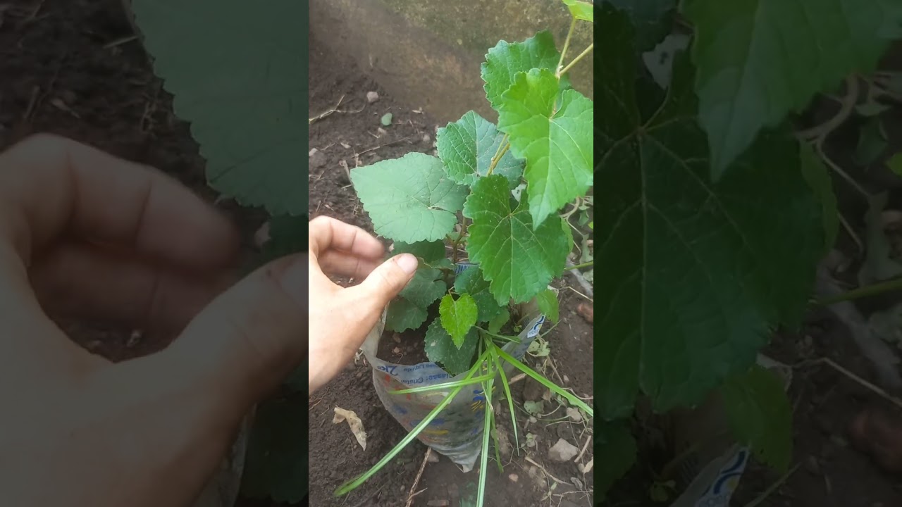 Como plantar uva pela semente?