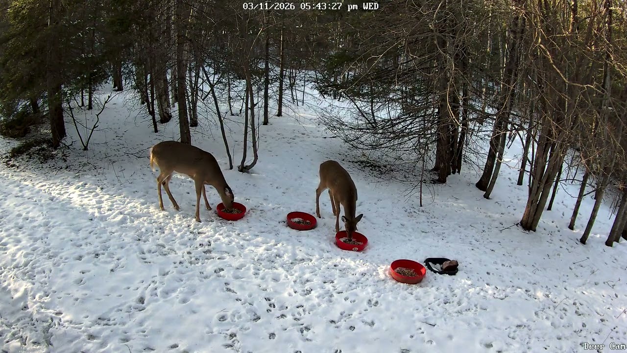 Deer 3-11-2026 5:35 PM