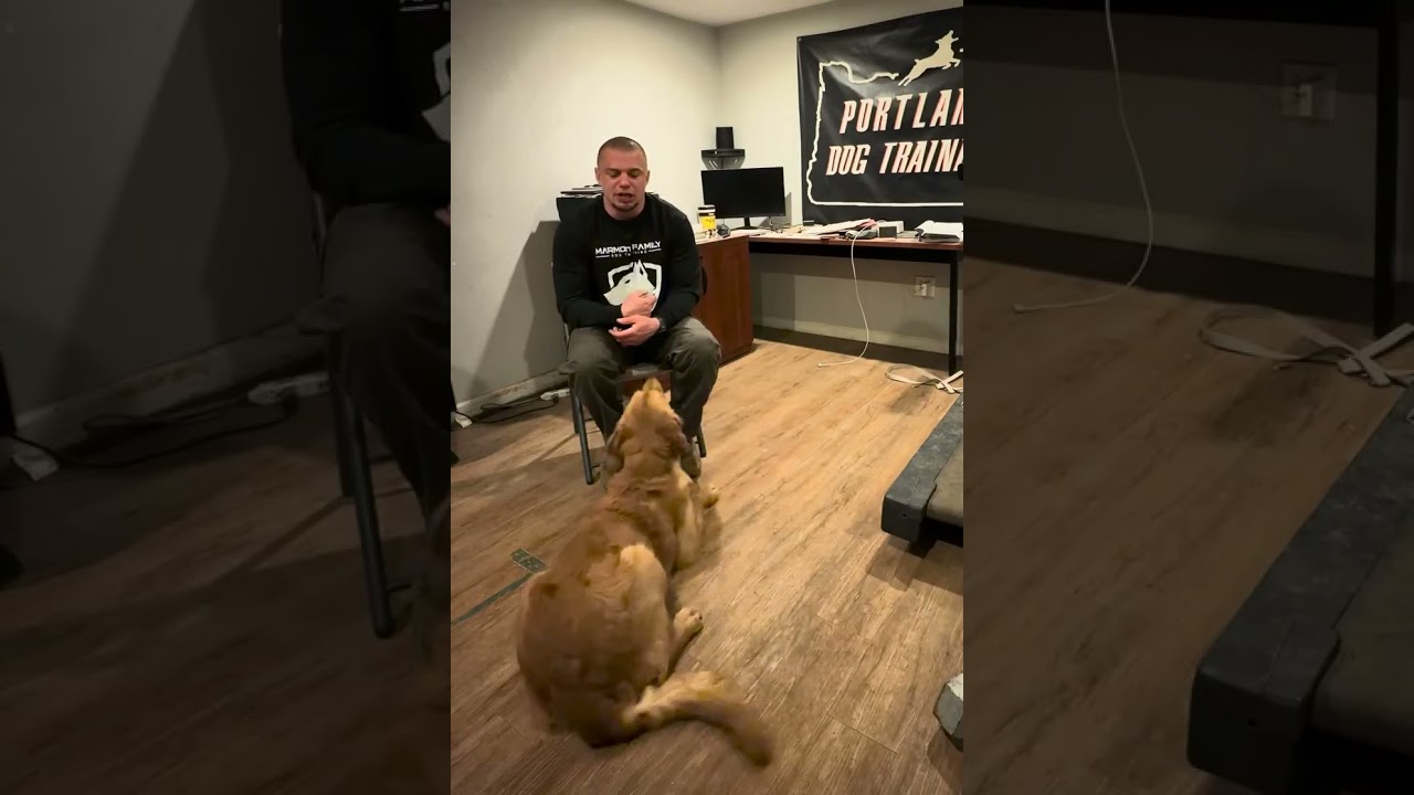 Seated handler drill with Laycie 