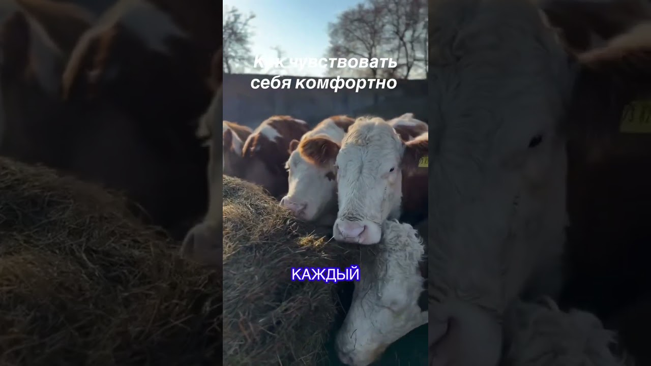 ПИШИТЕ +++ В КОММЕНТАРИИ #вакансии #работавевропе #работавевропе2026