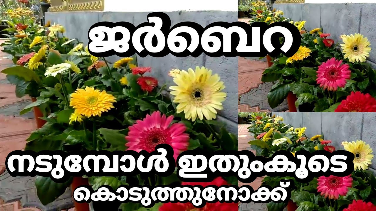 ജർബെറ നിറച്ച് പൂക്കൾവേണോ.. ഇങ്ങനെ നാട്ടുനോക്ക് ||Best potting mix for Jerbera Plants