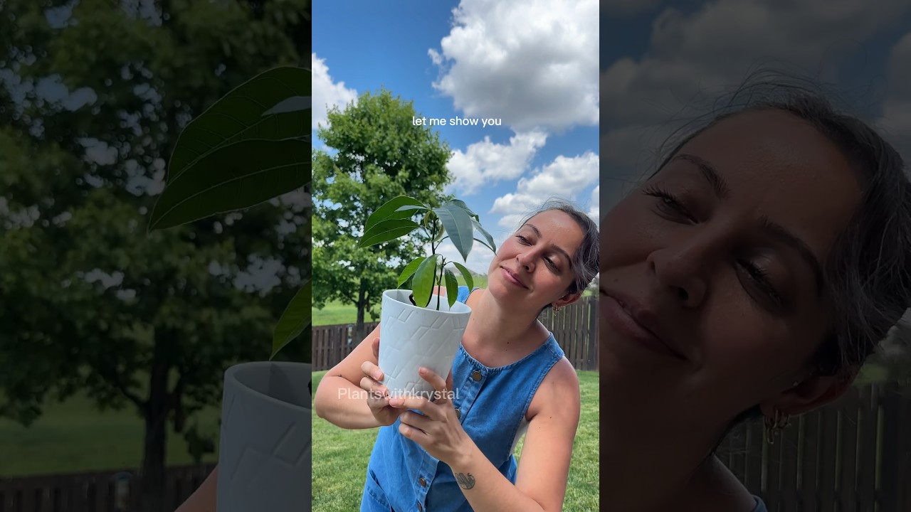 The easiest way to grow a mango plant from seed #mangoseed #growingplants #plantgrowth