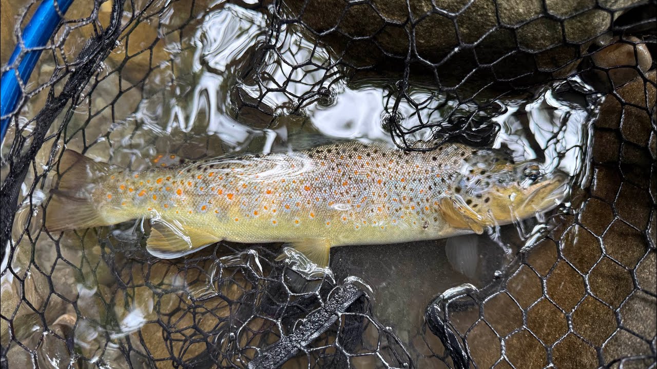Pesca a mosca: 100% secca in un nuovo micro-torrente. Tante bellissime fario selvatiche. Luglio 2025