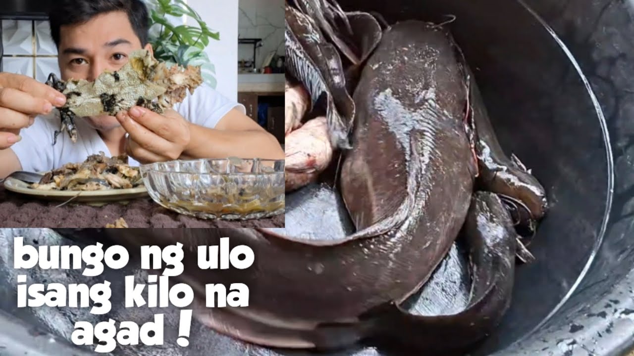 OVERSIZED CATFISH SOUP!