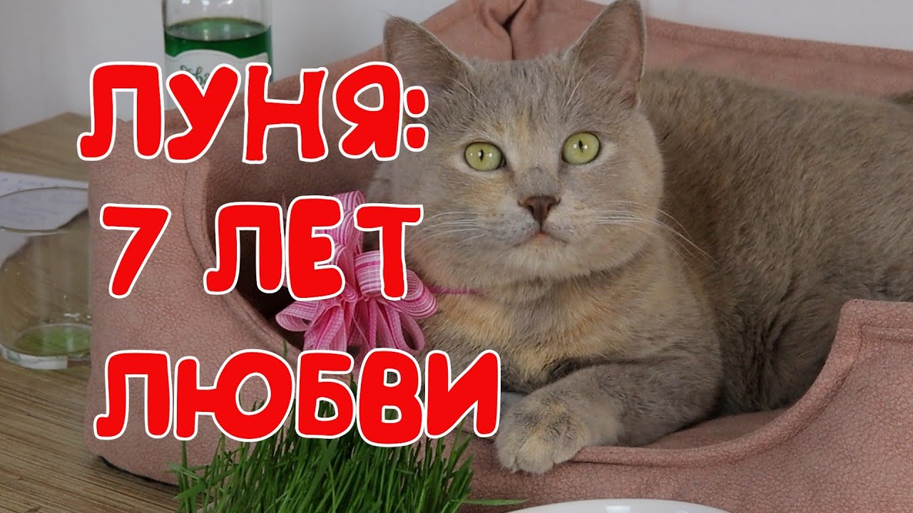 МОЕЙ ЛЮБИМОЙ КОШКЕ,МОЕМУ ДРУГУ,СОАВТОРУ, ЛУНЕ ИСПОЛНИЛОСЬ 7 ЛЕТ.