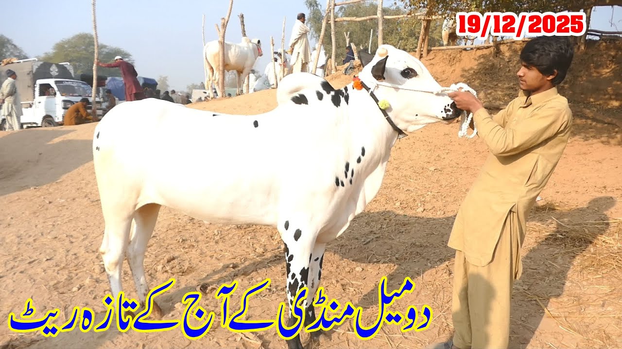 Today Domail Mandi Fatehjang Rate’s update19/Dec.2025-Part05Sunny Video Fateh Jang Cow Mandi 2025