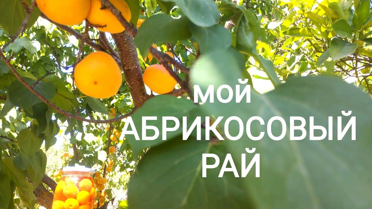 79. Собираем второй год прицепами.  Большой обзор огорода.