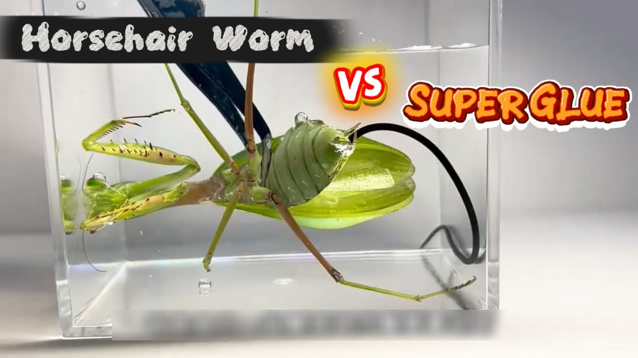 What Happens When a Horsehair Worm Is Dropped into Super Glue?