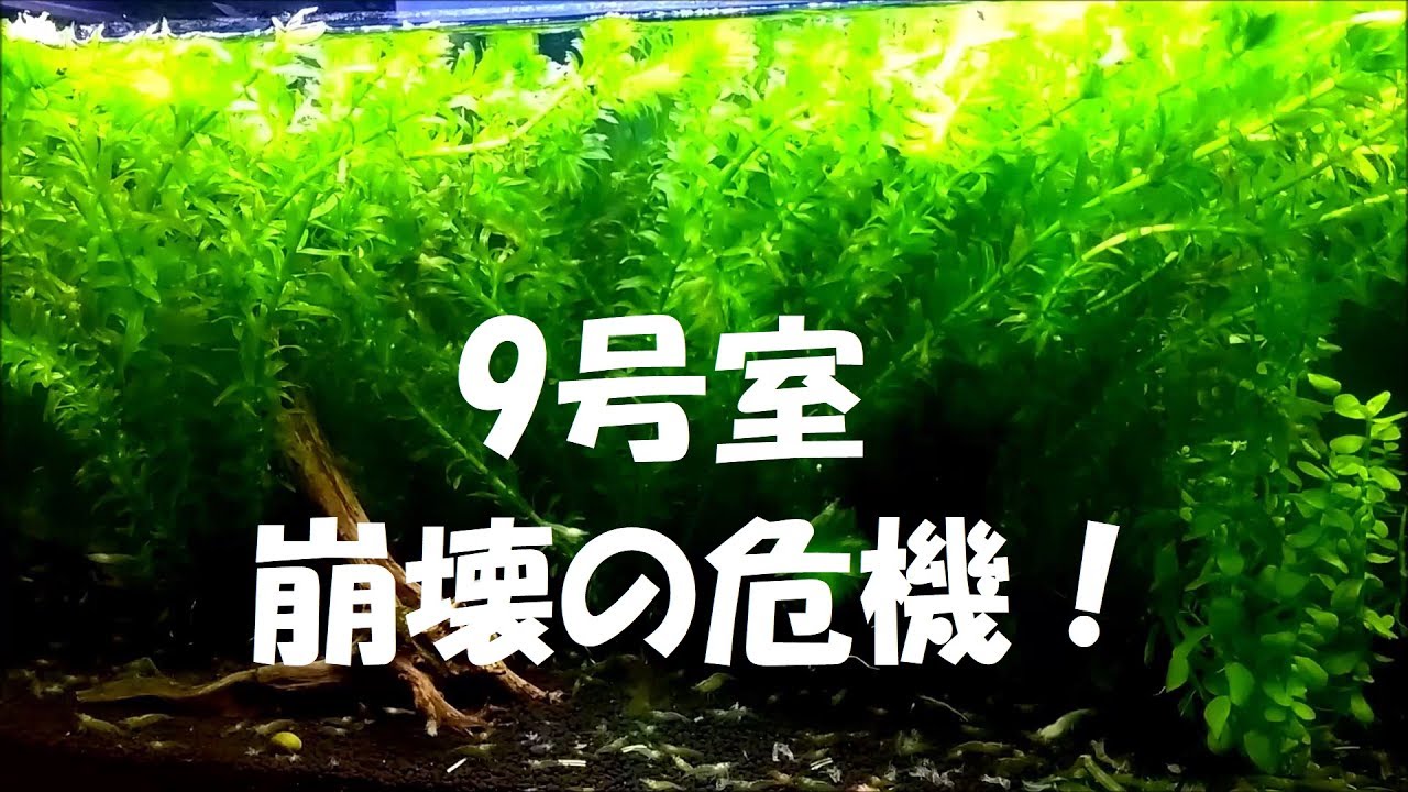 【9号室ミナミヌマエビ水槽：突然の暴走モード突入！～高すぎる硝酸塩濃度に四苦八苦】
