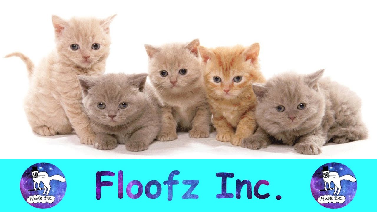 THE MOST ADORABLE KITTENS COMPILATION!