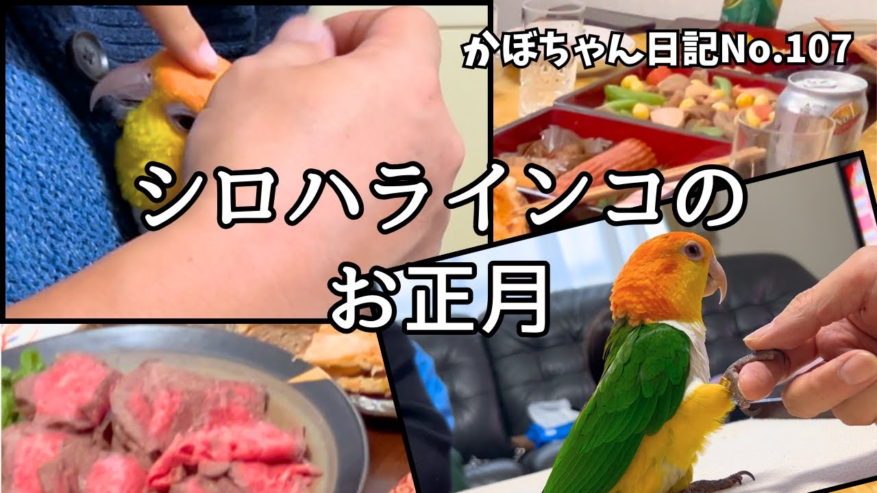 親族が集まる新年会にシロハラインコが参加したらこうなりましたw【シロハラインコ】