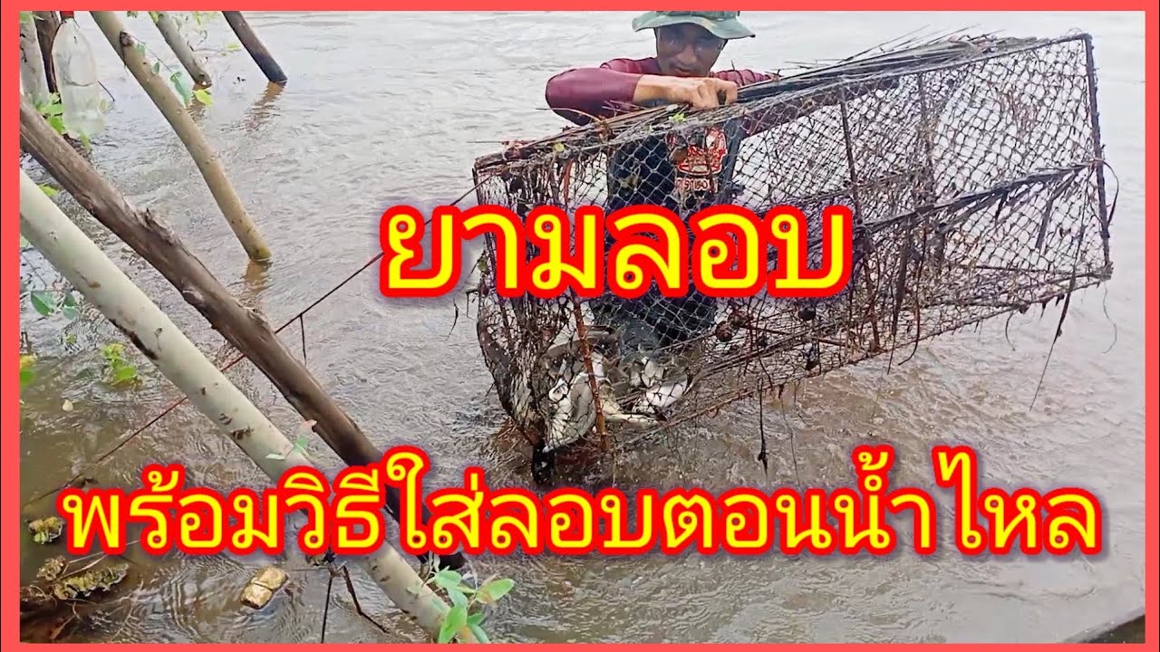 ยามลอบใหญ่ พร้อมวิธีใส่ลอบตอนน้ำไหล