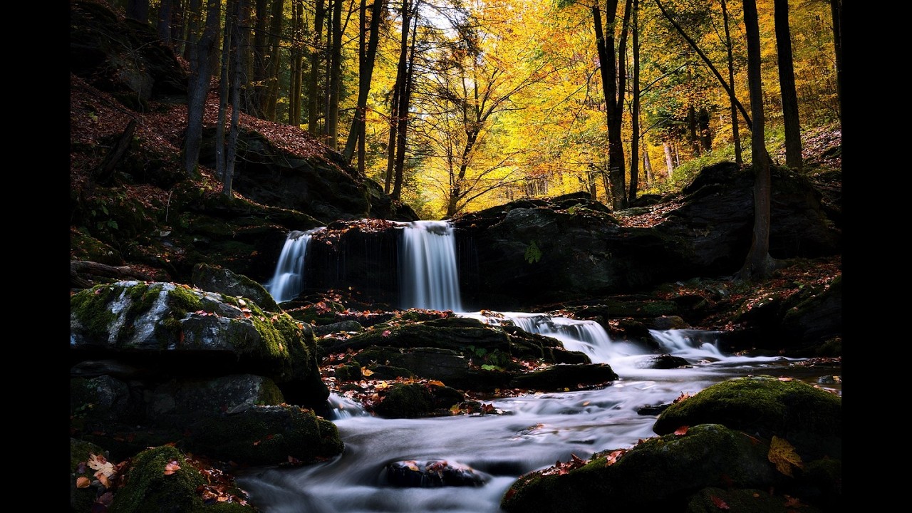 Autumn forest, golden autumn, music and relaxation! Осінній ліс, золота осінь, музика та відпочиник!