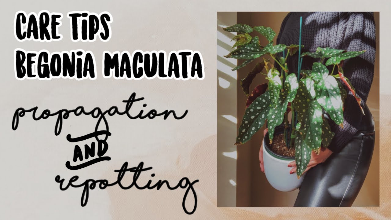 CARE TIPS BEGONIA MACULATA |  PROPAGATE + REPOTTING
