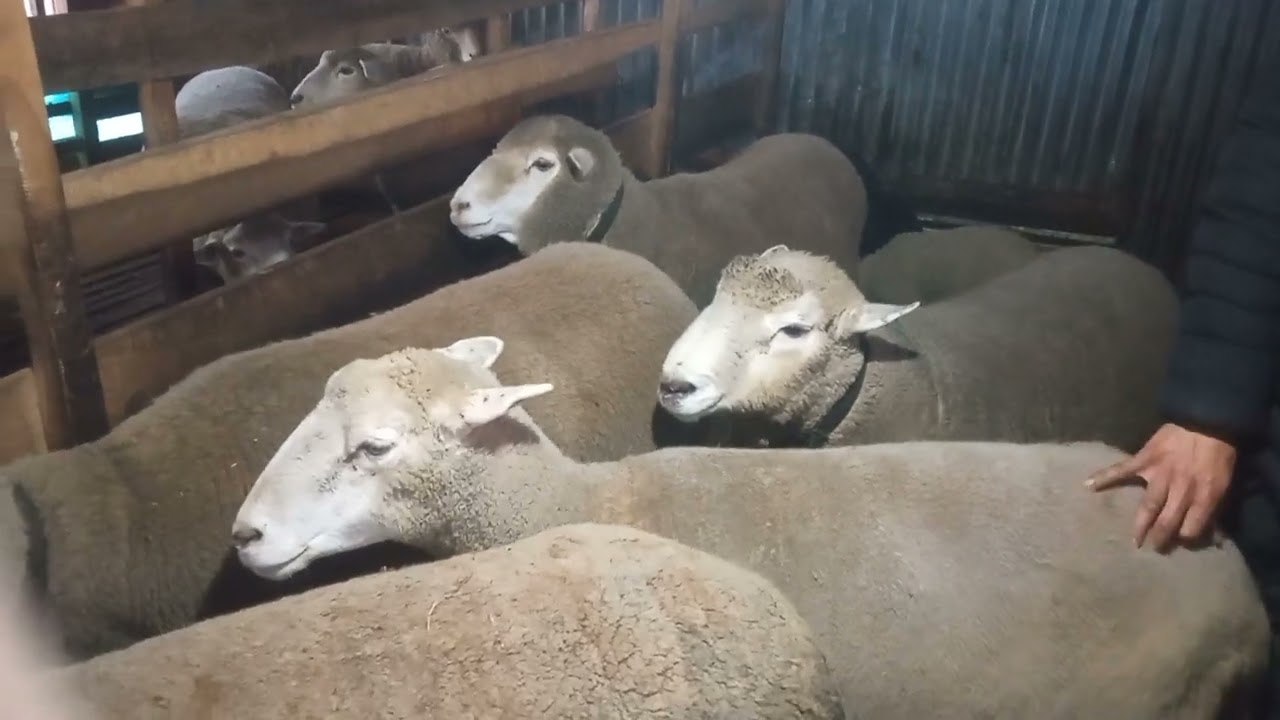 Corriedale sheeps / kashmiri high breed sheep farm