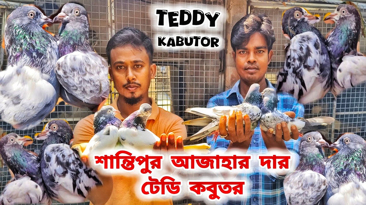 শান্তিপুরের আজাহার দার ইম্পর্টেড টেডি কবুতর।TEDDY KABUTOR LOFTS SALE।@pigeonsloverrj9600 