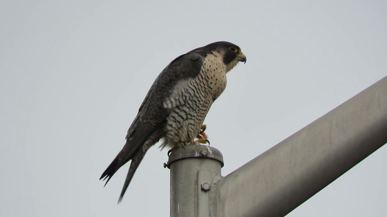 Jan 16 Peregrine Falcon vs. Eagle @ Kent, Wa 2016