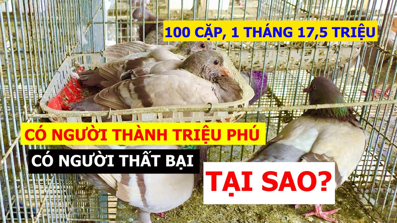 Tại sao cùng nuôi BỒ CÂU nhưng có người GIÀU SỤ, người thì TRẮNG TAY | Nông dân làm giàu
