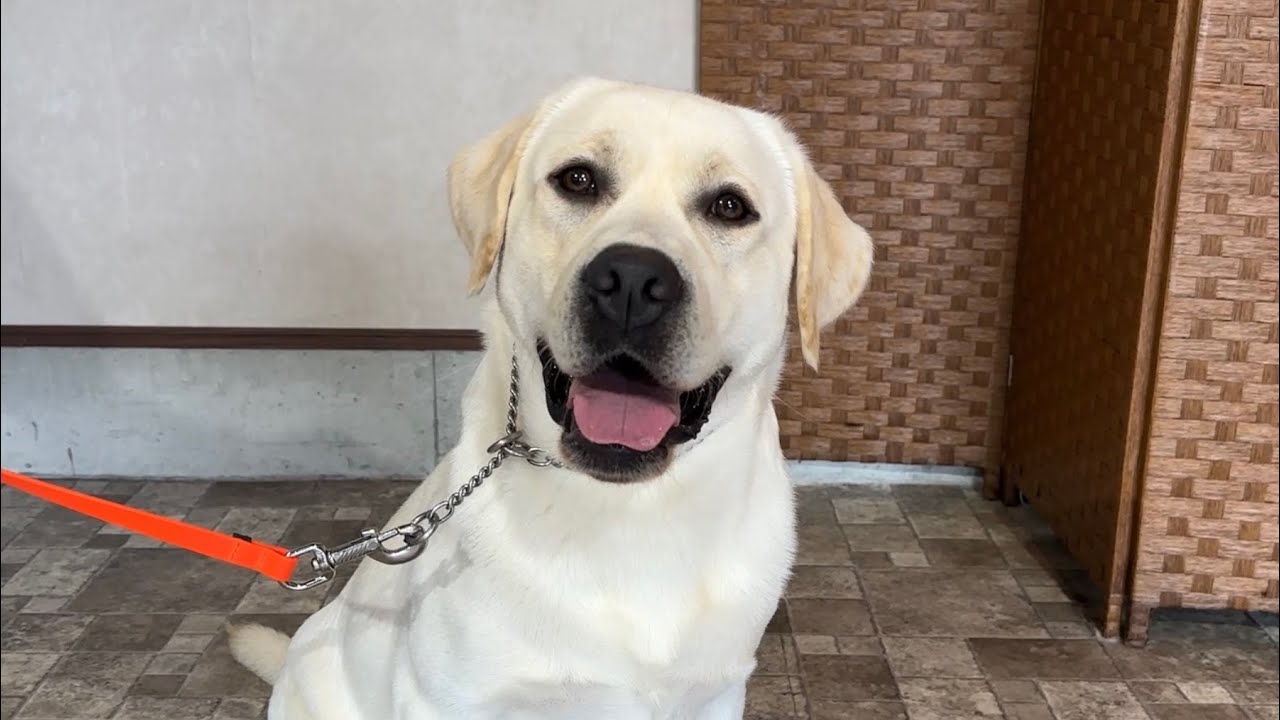 男の子　訓練済み犬