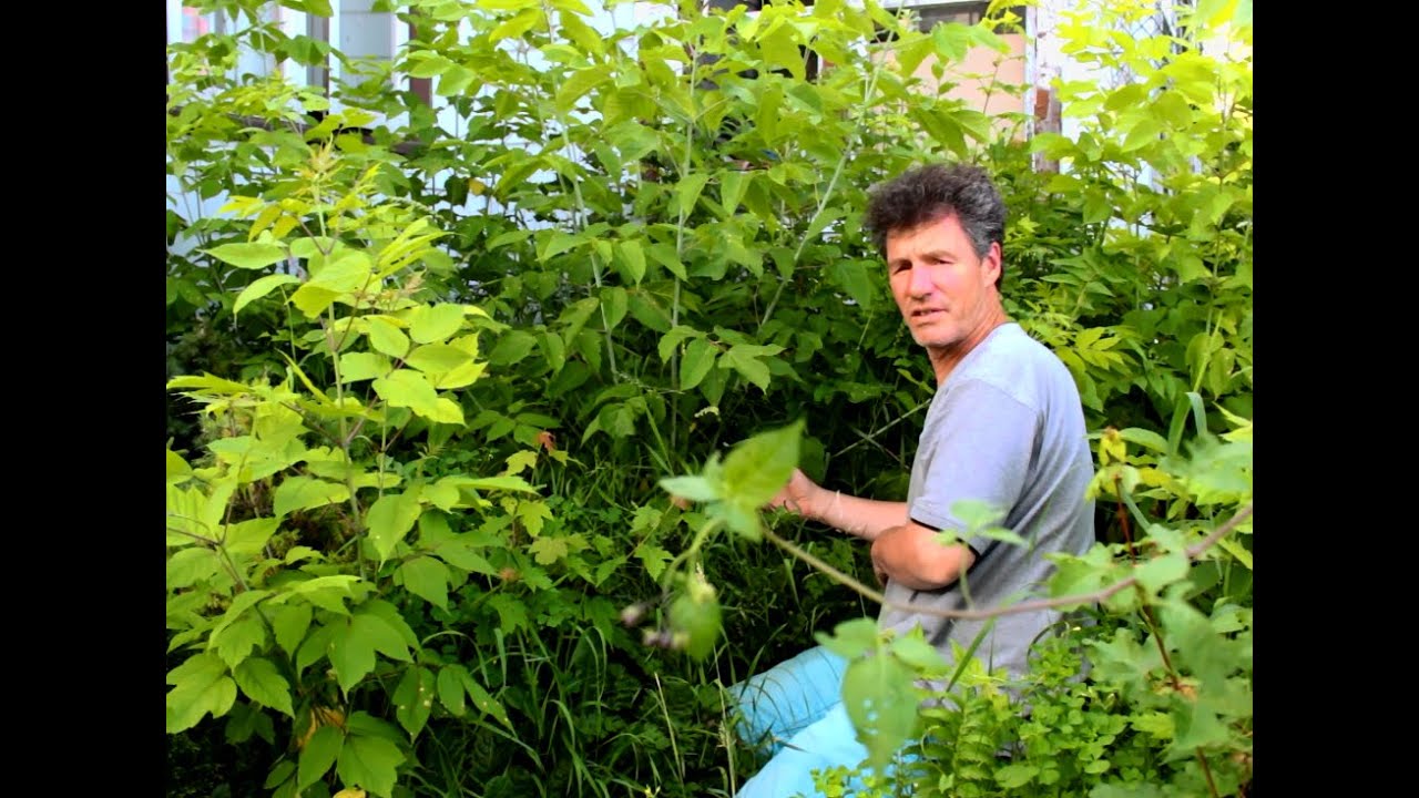 Pre Bonsai Garden, June 2015