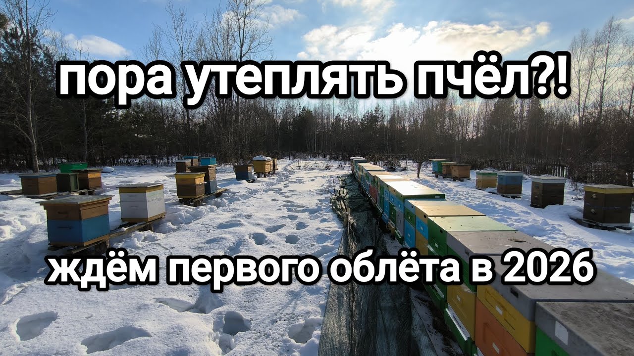 Ждём очистительный облёт🤗 Пора ли утеплять пчелосемьи? Как считаете? Пишите комментарии! #беларусь
