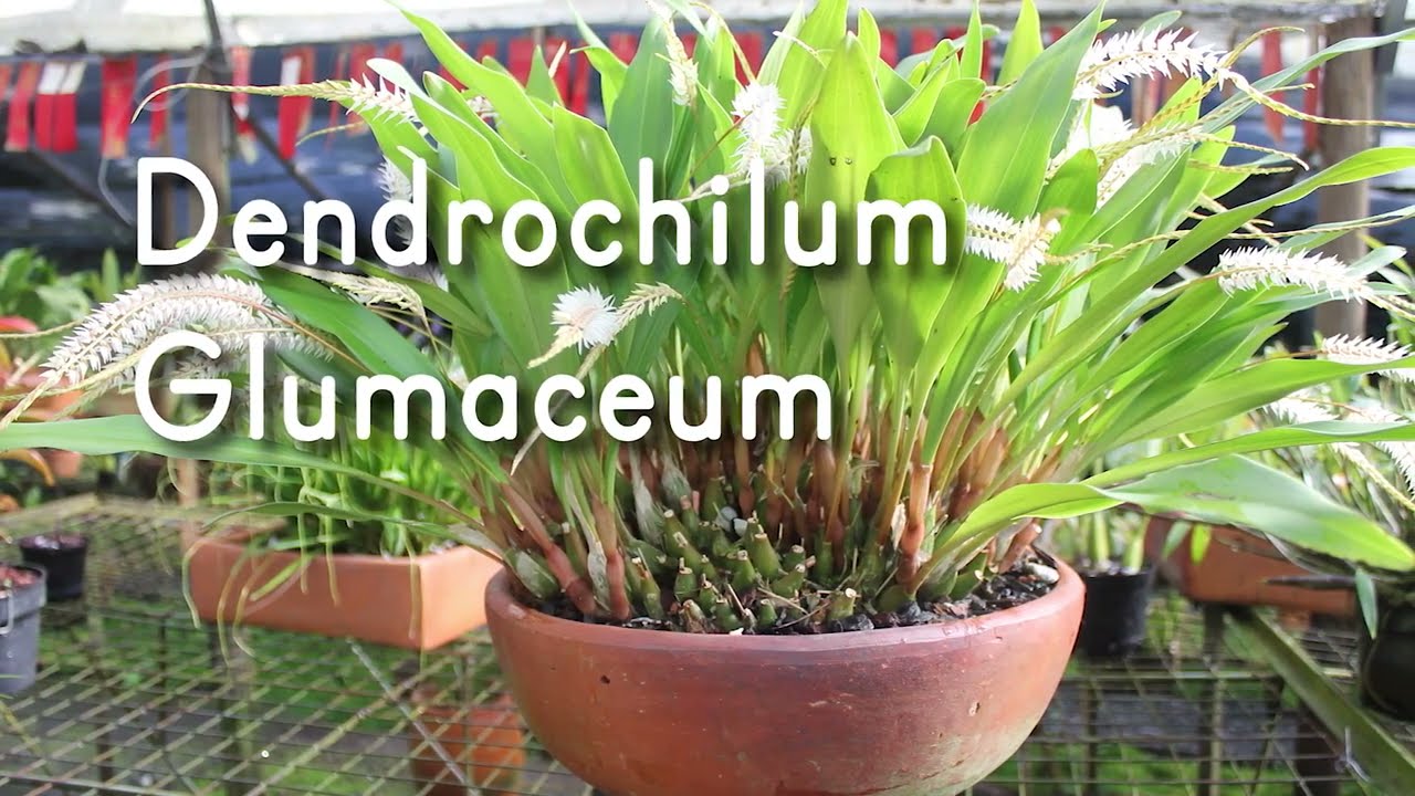 Orquídea Dendrochilum Glumaceum - Alma del Bosque