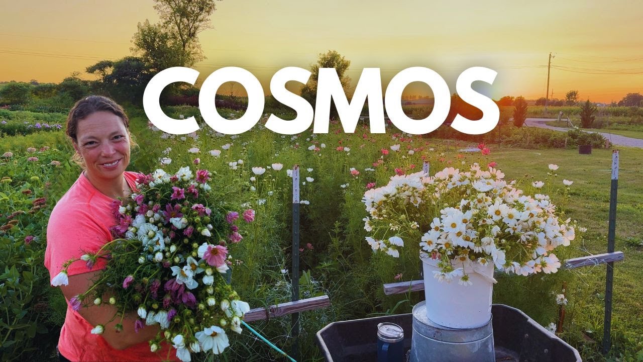 These Flowers Are Beautiful AND Productive: Why I Always Grow Cosmos
