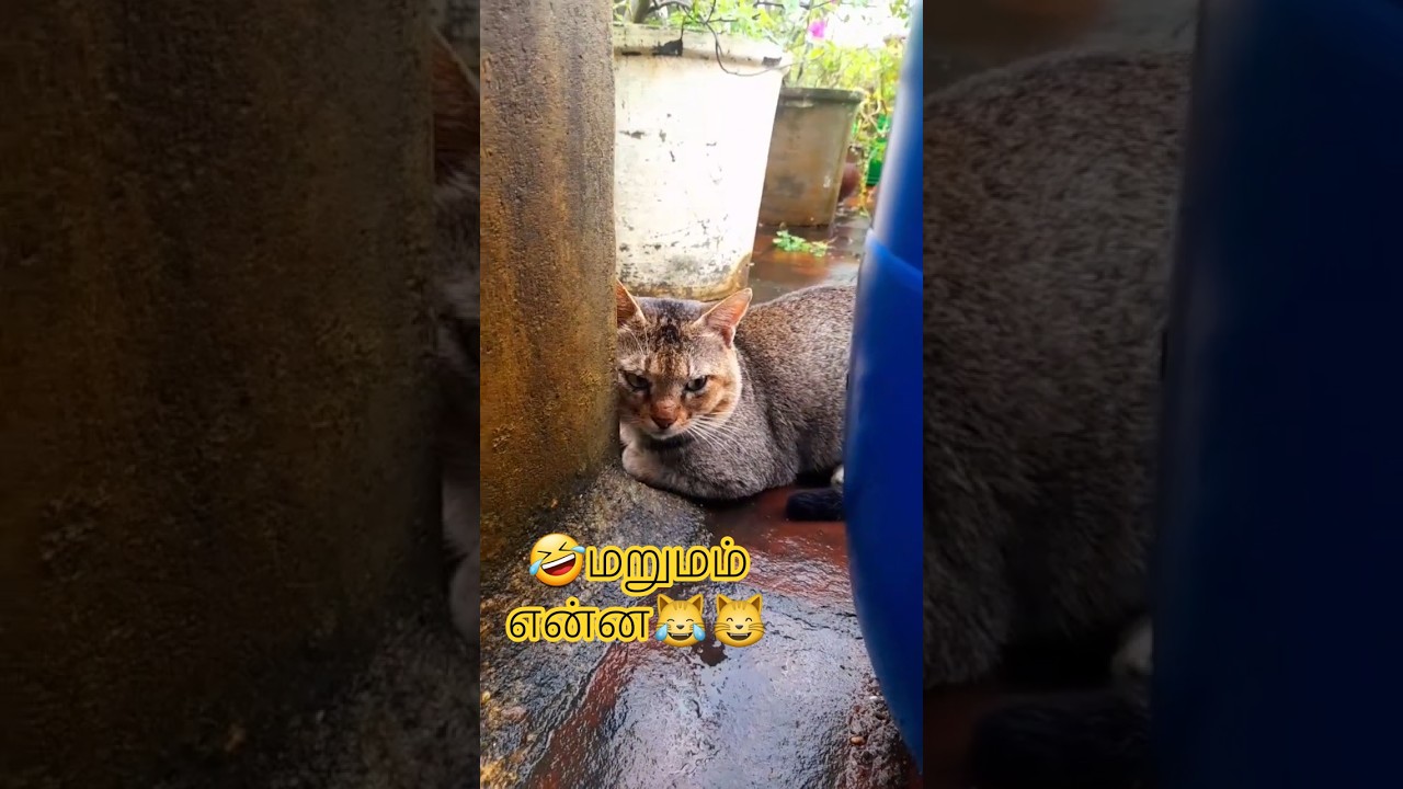 🤣marainthu paarka vittanga 😸 