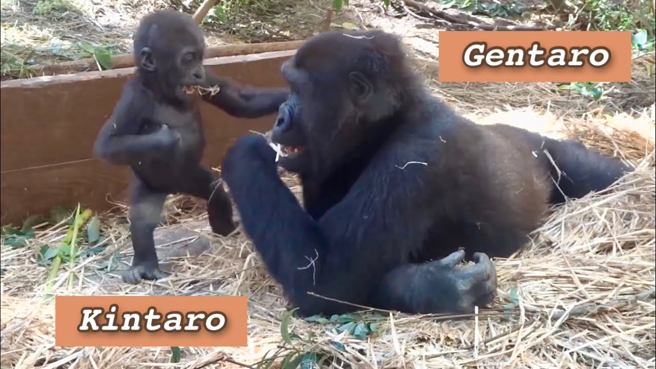 ('19)一緒に遊び始めた兄弟ゴリラ ２⭐️Gorilla【京都市動物園】Gentaro and Kintaro started playing together 2