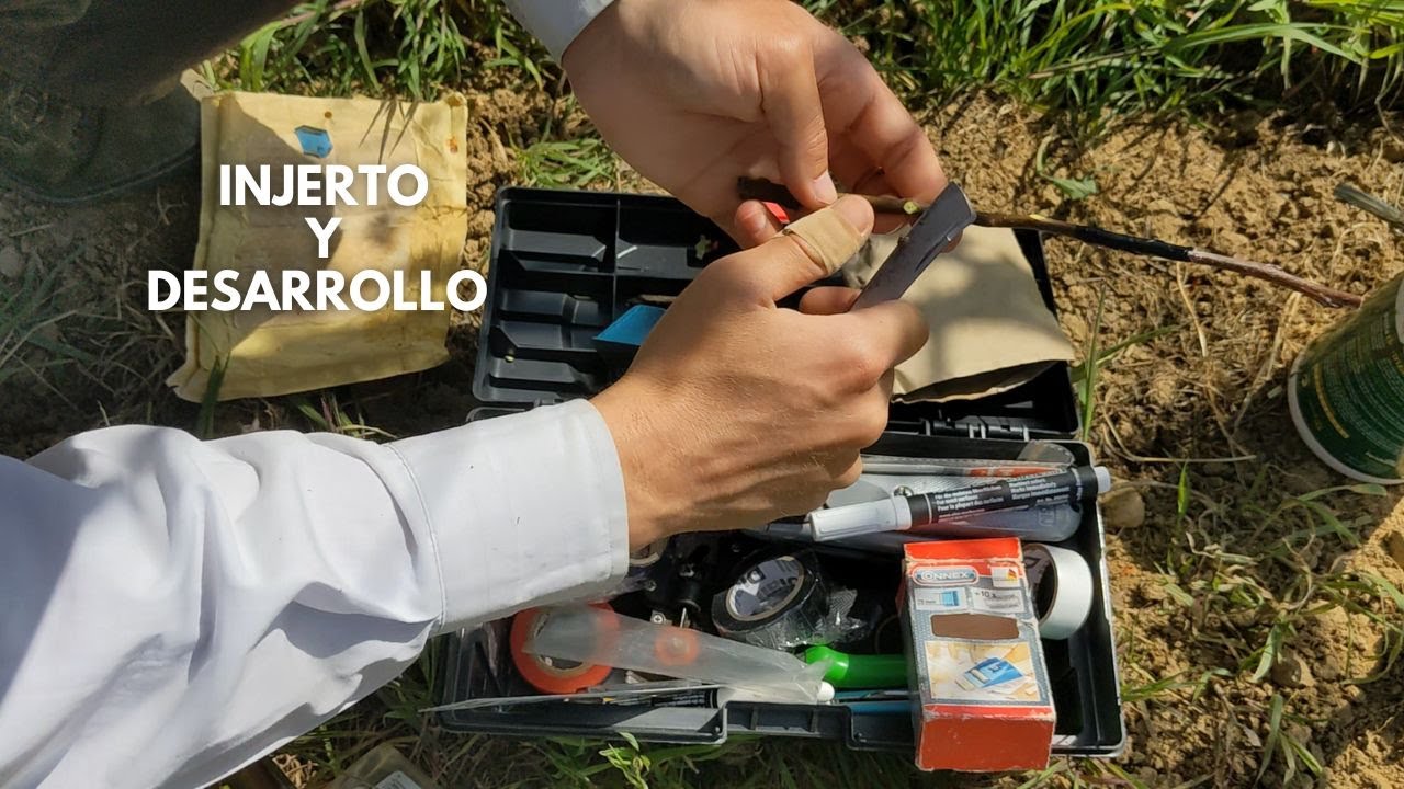 Injerto Puente Para Reducir Vigor - Manzano
