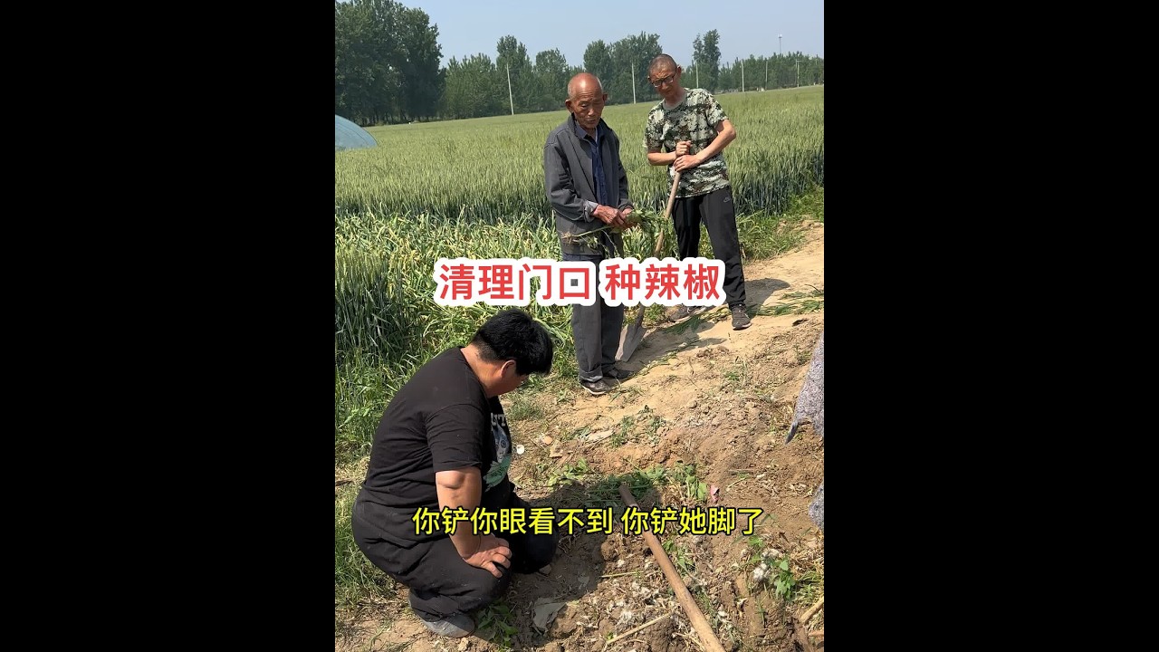 嫂子真是太过日子了，门口一点站脚空都不放过，都要填平土种辣椒……#创作灵感 #新农人2024 #我的乡村生活 @海娇（金砖哥嫂子小号）