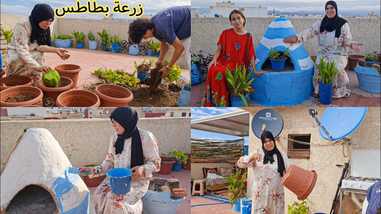 طريقة غرس البطاطا والورد مع عزيزة 🥔🪴 شوفو تبارك الله الفرنة ديالنا طلعات عروسة😍